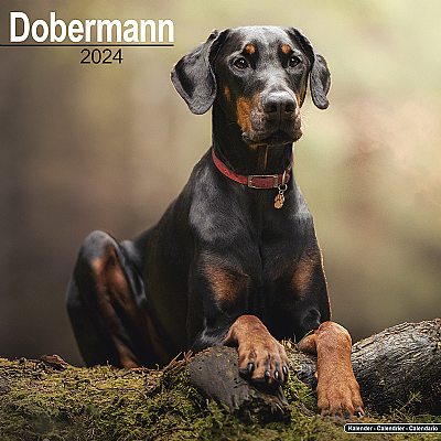 Dobermann Calendar 2024 (Square)